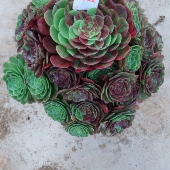 无花朵用****1寄养832