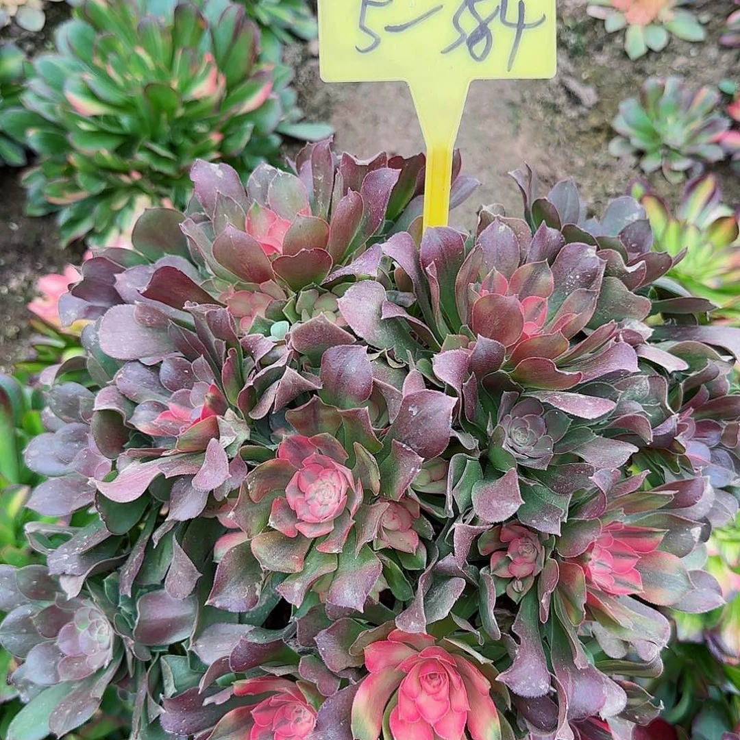 5-384---多头多肉植物