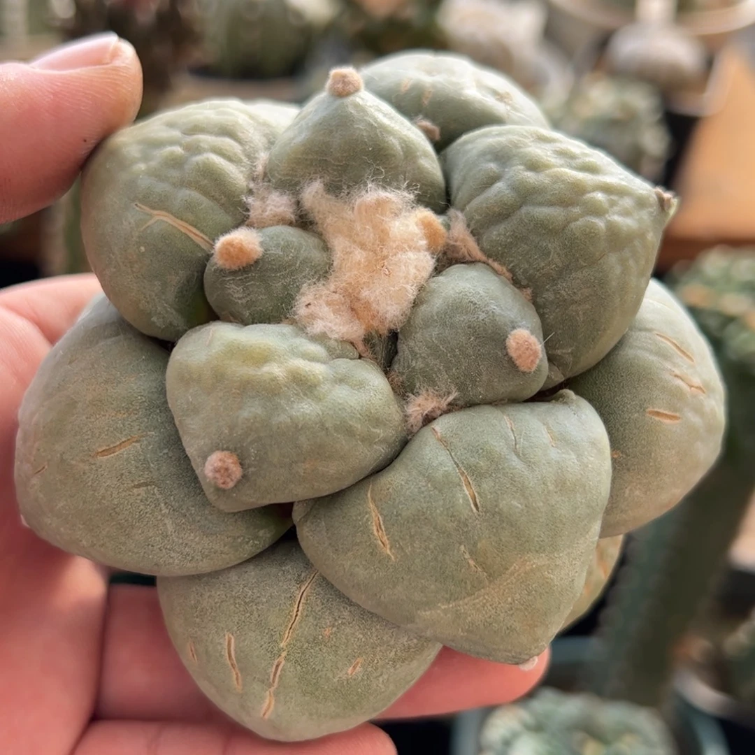 无花朵555实生丸尤10cm