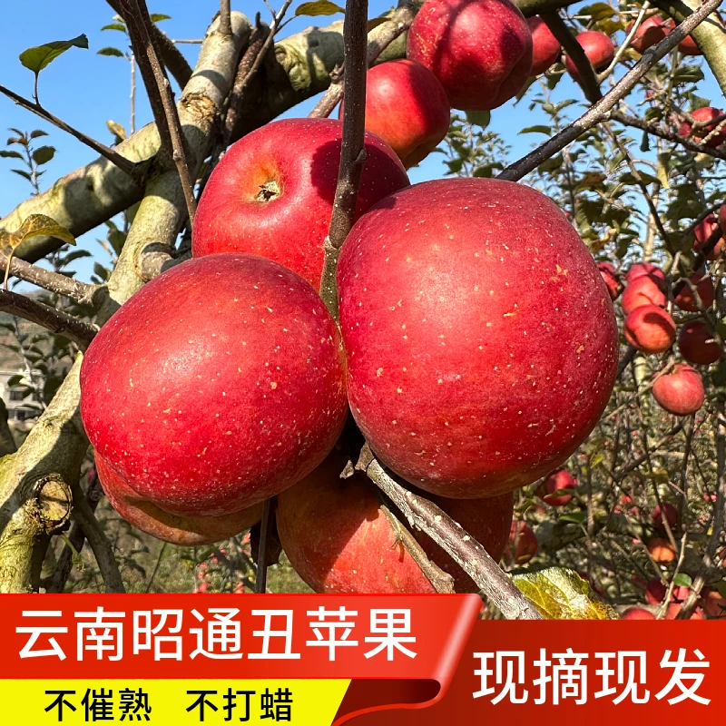 云南昭通苹果红富士糖心丑苹果脆甜自然新鲜高山种植3/5/9斤包邮