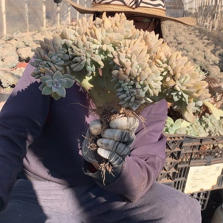 738微瑕淡雪缀 一物一拍