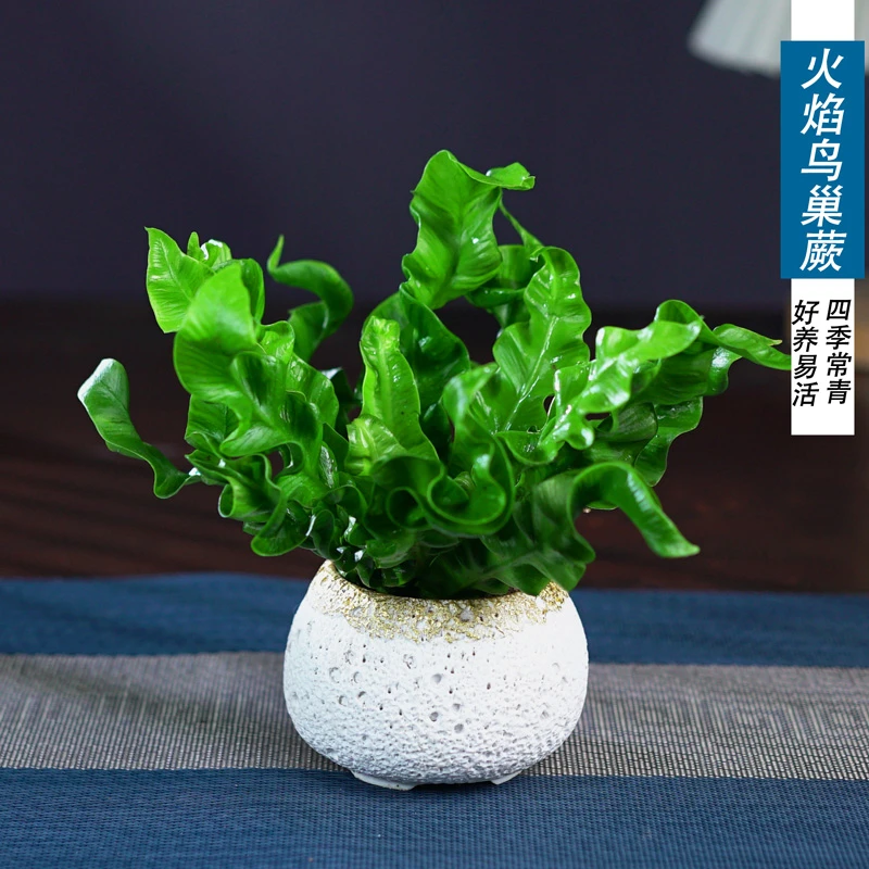 鸟巢蕨网红懒人盆栽室内观叶植物净化空气办公桌面摆件绿植
