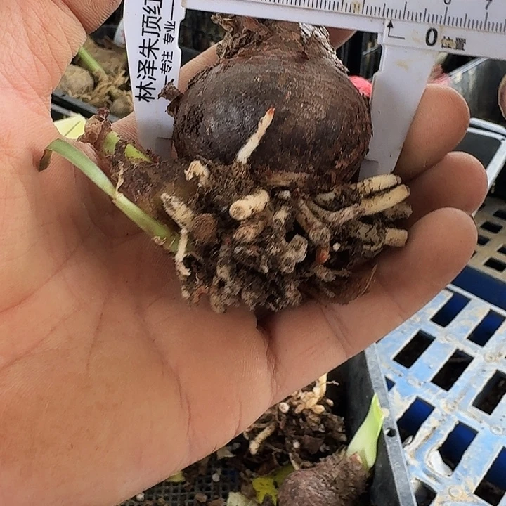 霓见星朱顶红一棵4.5+带侧