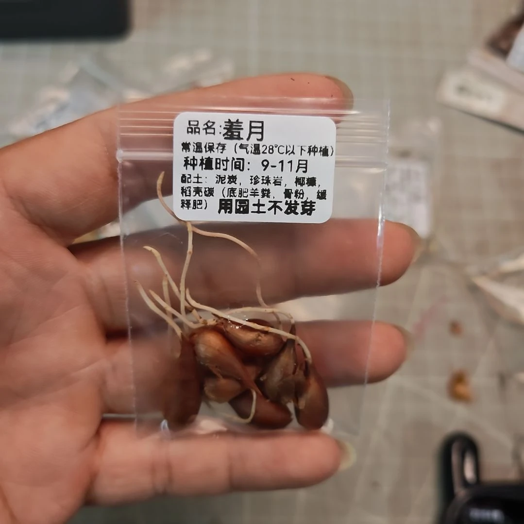 酢浆草早花纤细羞月