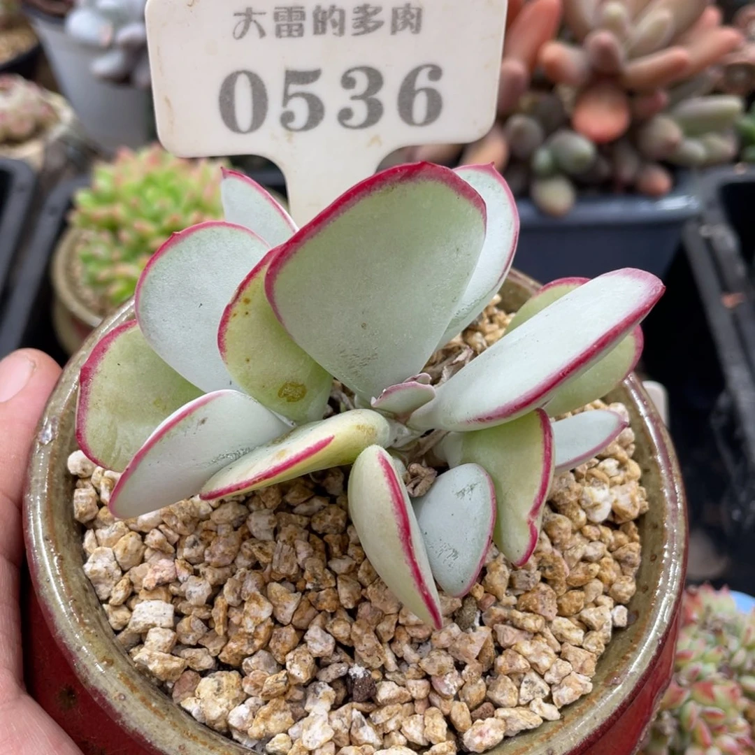 0536白眉不带盆9厘米
