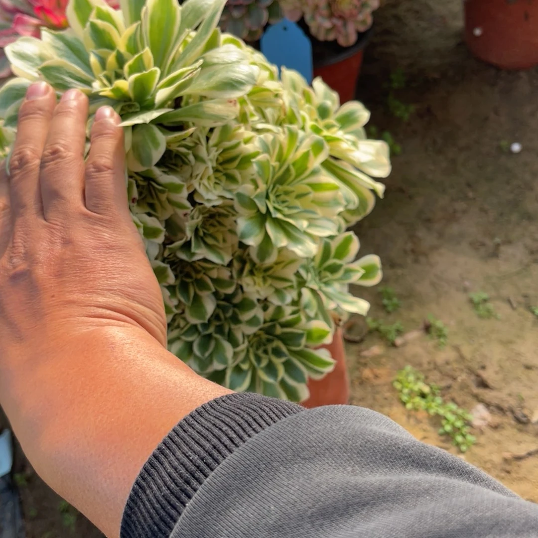 嗯***～12-6-42迈巴赫法师锦