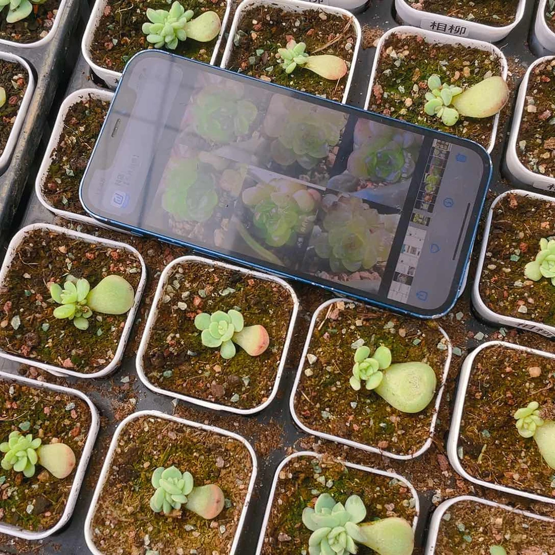 相柳中苗盆一个满25包邮