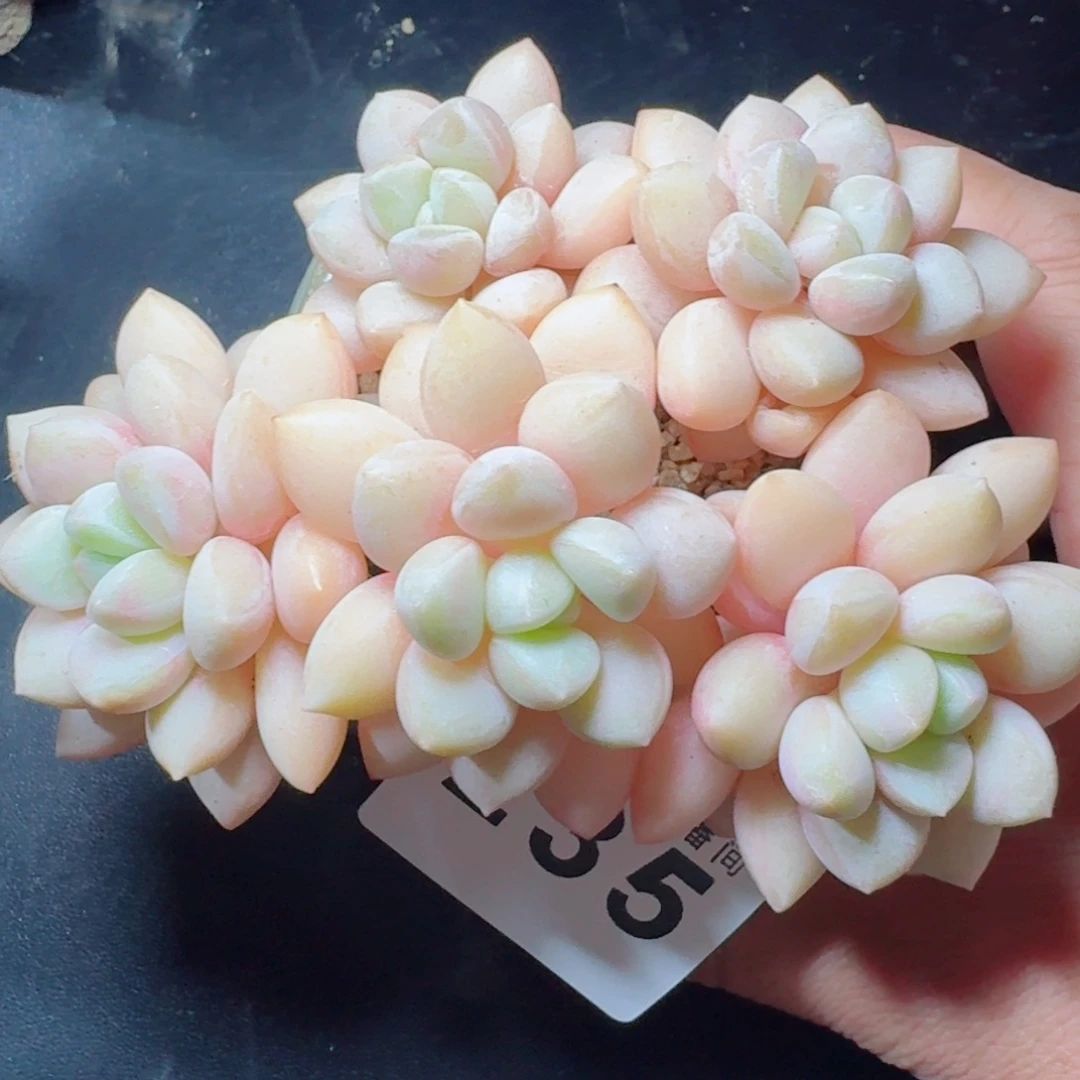 泡泡糖      愿你一路坦途，乘风破浪展宏图