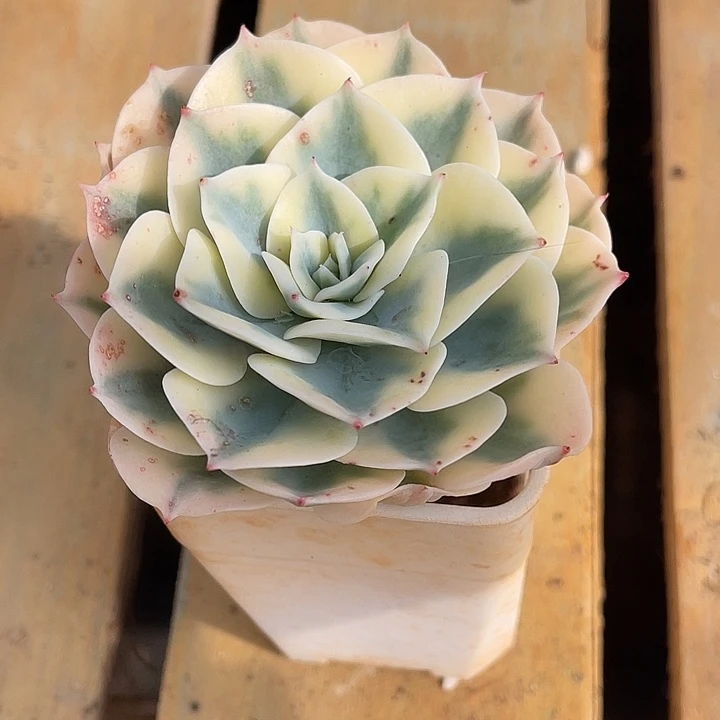 秋可园艺 玉蝶锦单头