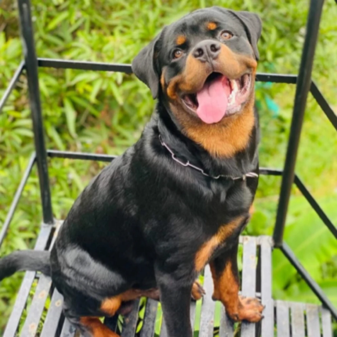 鼎极罗威纳德系赛级罗威纳幼犬纯种