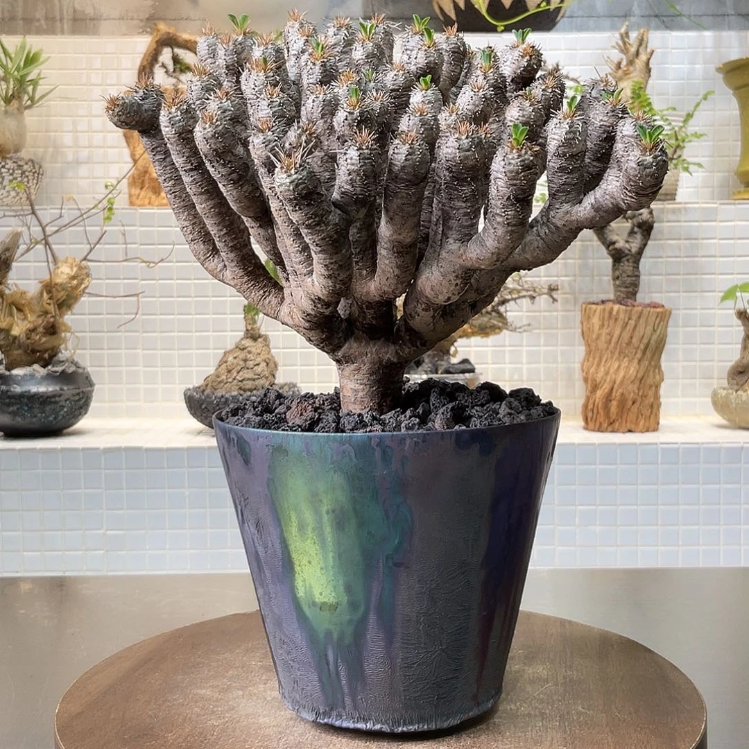 产地鬼切阁一物一拍