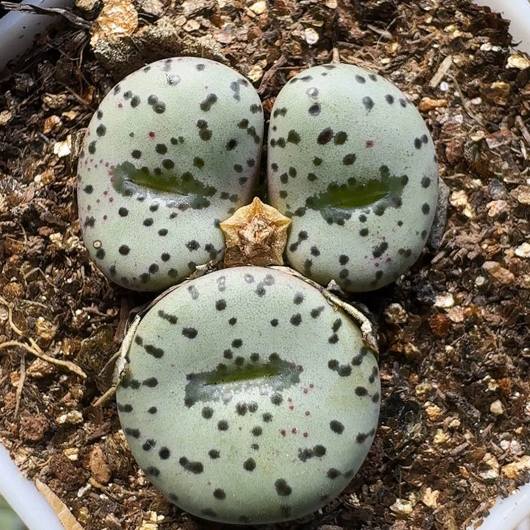 I***.生石花111111。   155