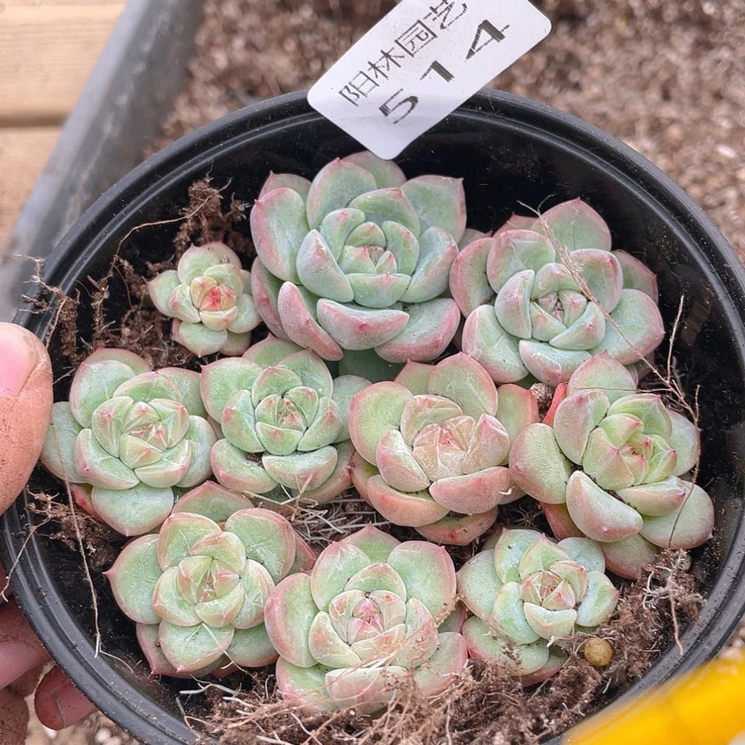 多肉植物多肉植物514