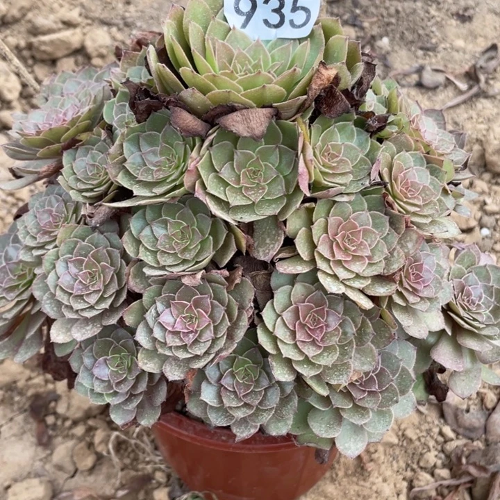 无花朵935多肉植物红魔
