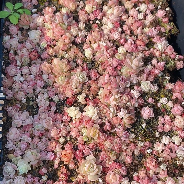 262 多肉植物盆栽花卉植物