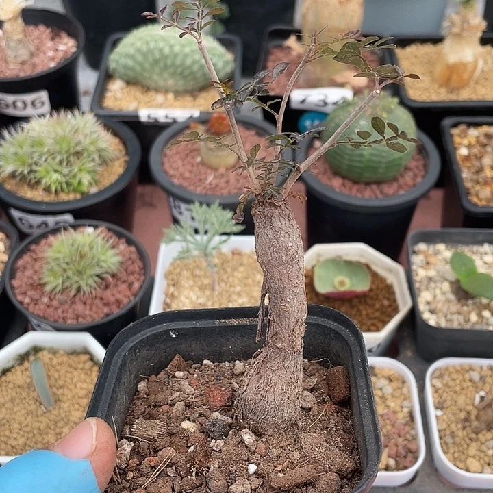 613列加漆树块根，