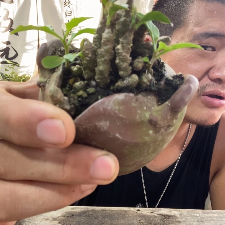 无花朵退款拉黑拉黑120