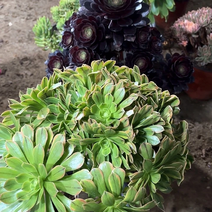 王*多肉植物法师两颗82