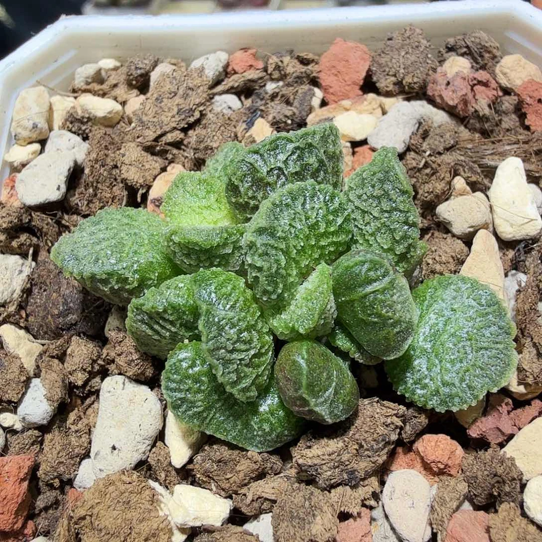 大鱼海棠水泡多肉植物