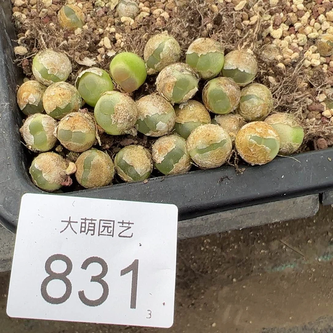 0000831量拍以下1颗4年优选拉登