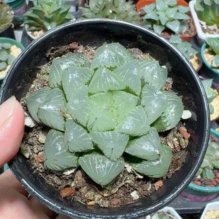 十二卷玉露大颗糯米玉露