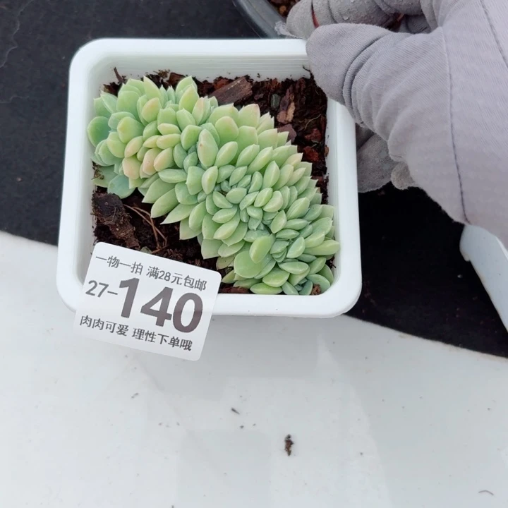 奶油美人无盆土无盆土发货无