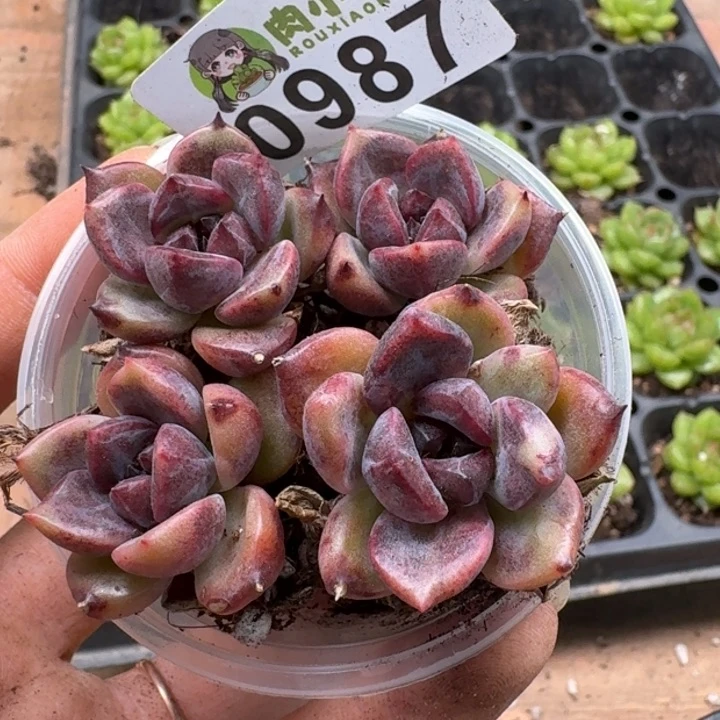 饭***饭多肉植物多肉植物