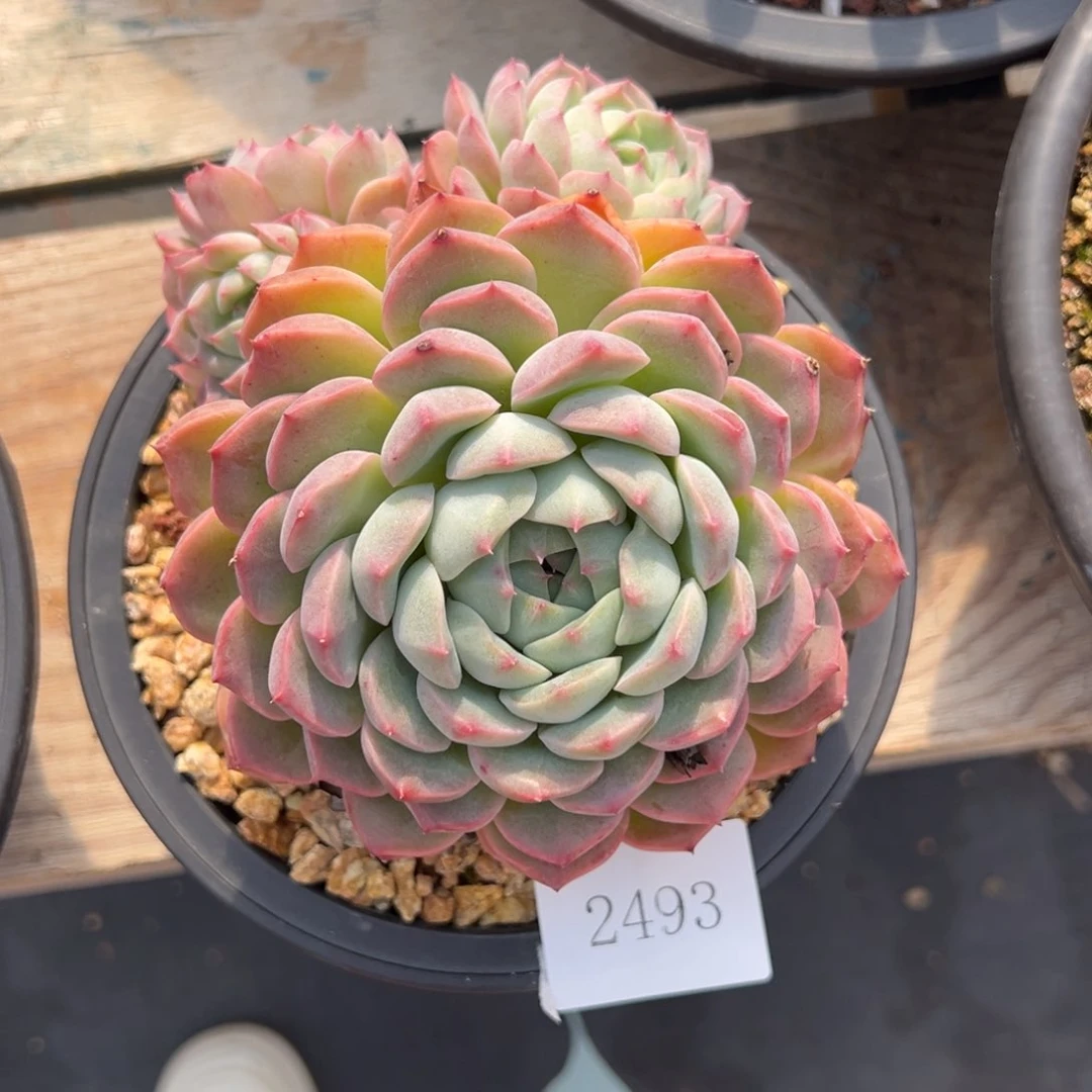 任***转2493不包整肉肉肉肉肉肉