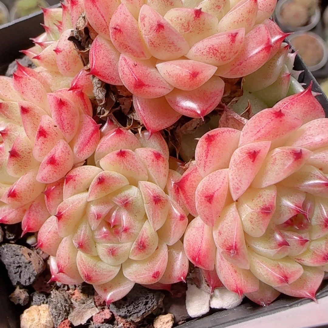 花语逸镜1129-241散