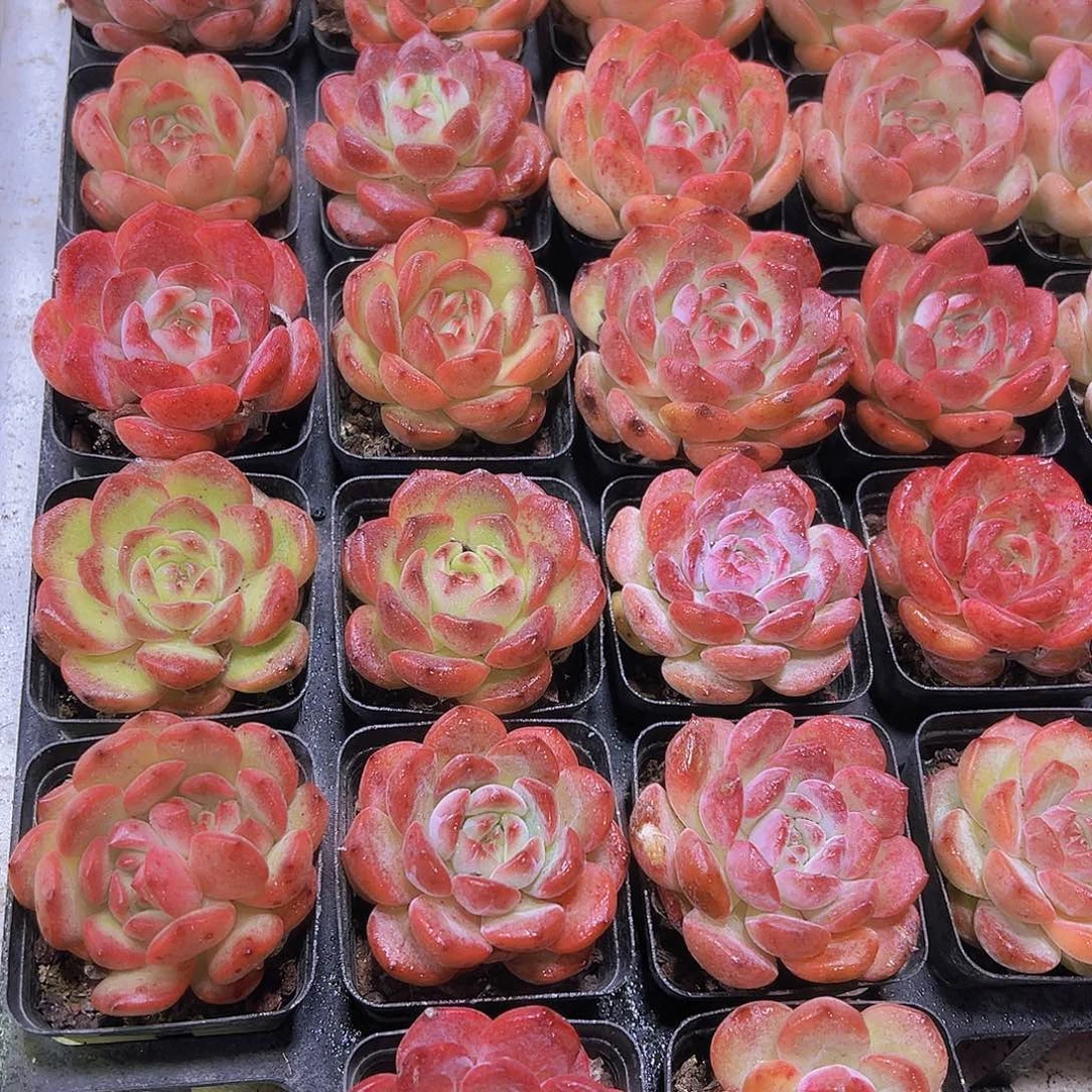 橙杂19包邮多肉植物园