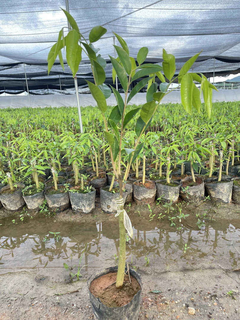 【金沙叶】棋楠沉香树苗正宗一代苗正区老母树芽条嫁接基地直发包邮