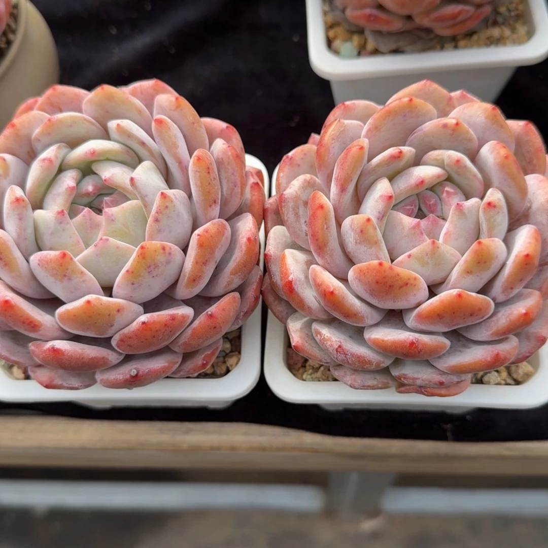 梦****一组两颗，专拍链接，冠幅9-10公分