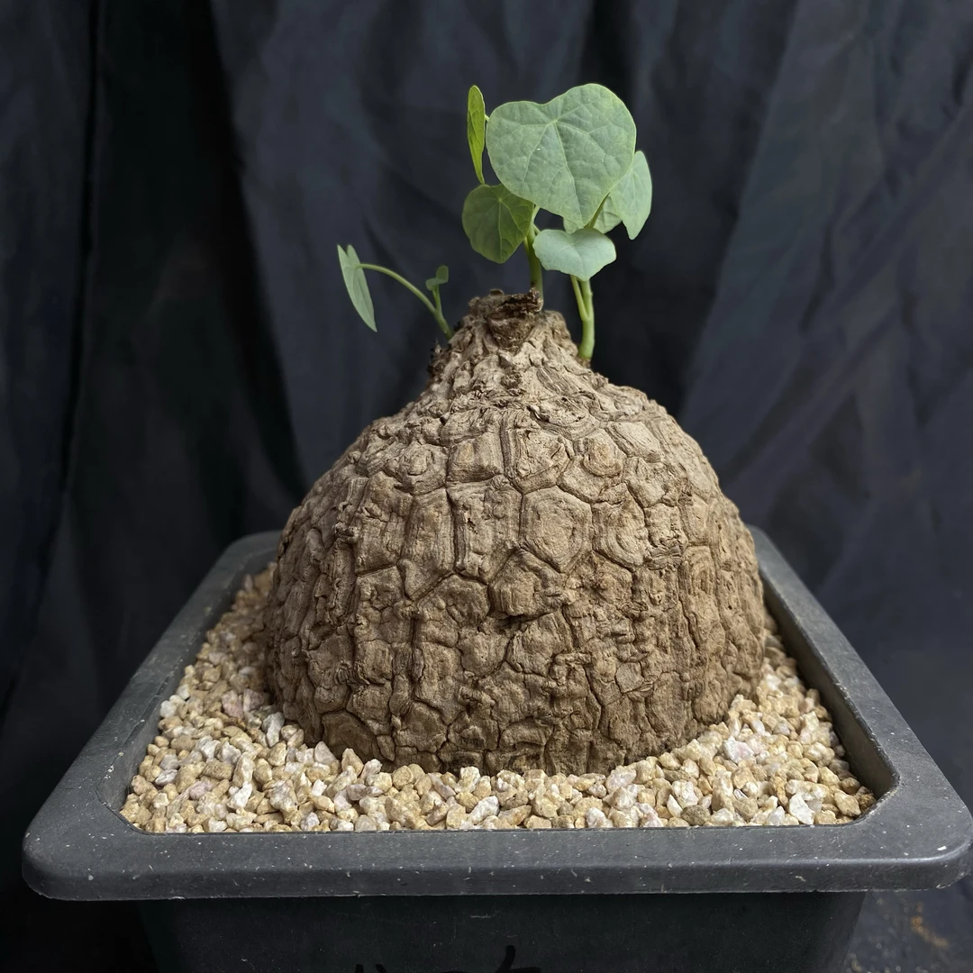 仙人球块根一物一拍 174号实生龙甲龟荔枝龟 冠幅8.5cm