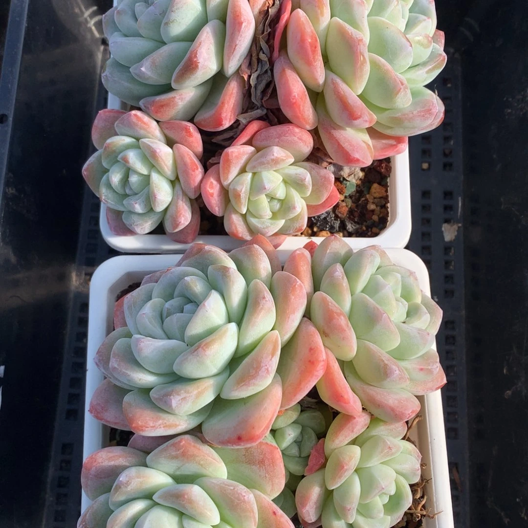 1218-04 老桩冰玉