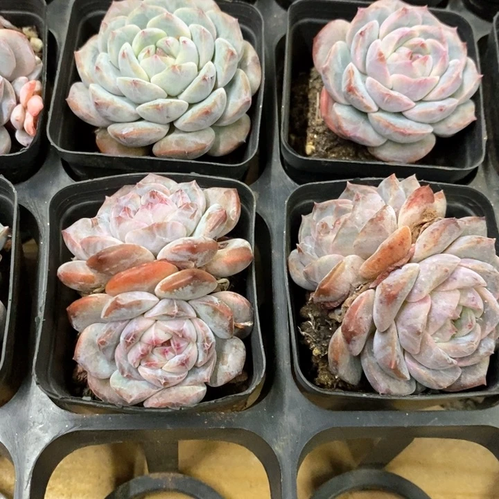 67。冰魄。小单头。