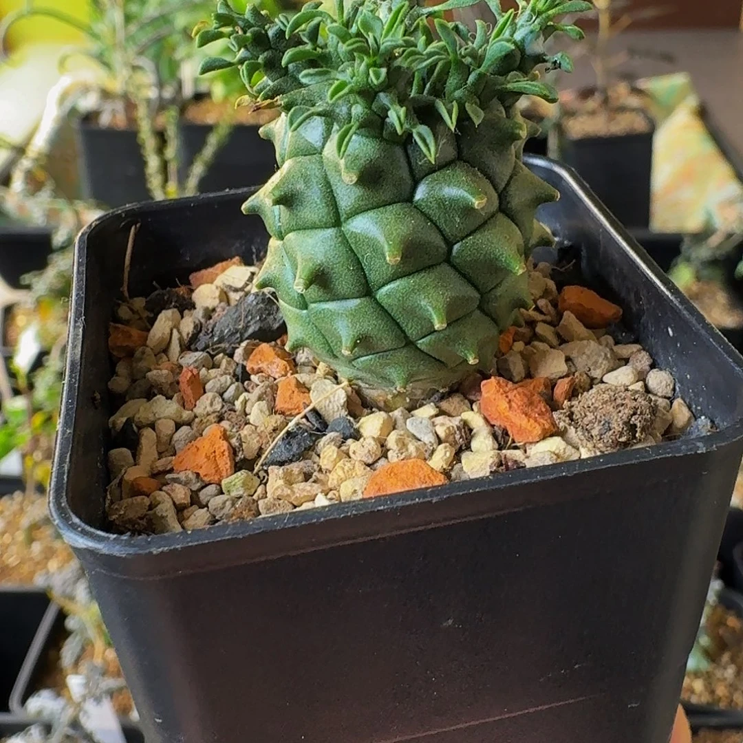 特价 实生绿鬼玉带盆土顺丰空运包邮