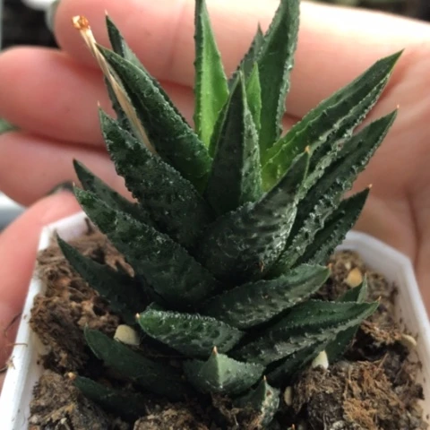 松挲掌硬叶哈哈哈哈哈哈哈
