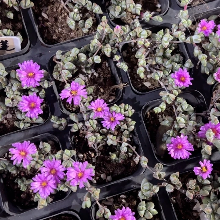 碧玉莲一颗量拍多肉满20包邮