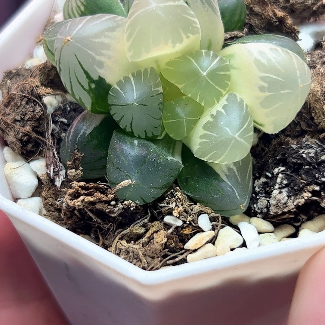 新叶糊斑地泉锦十二卷多肉