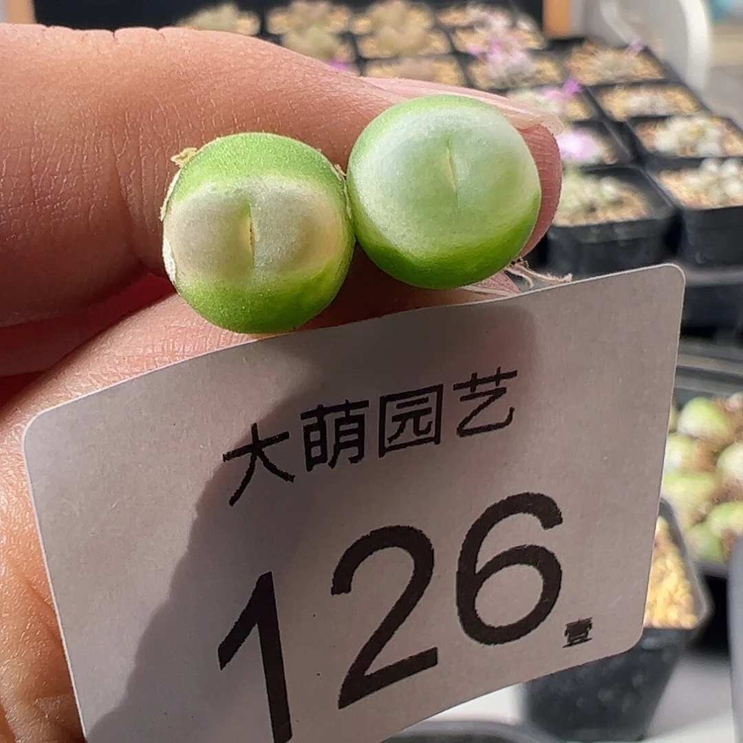 一物一拍。        126