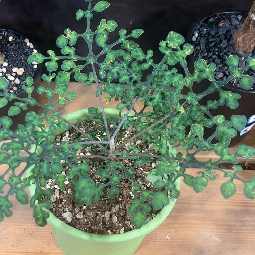 潮流植物绿宝石，福利