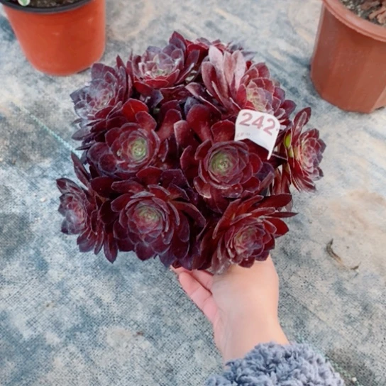 花花公子2421多肉1111