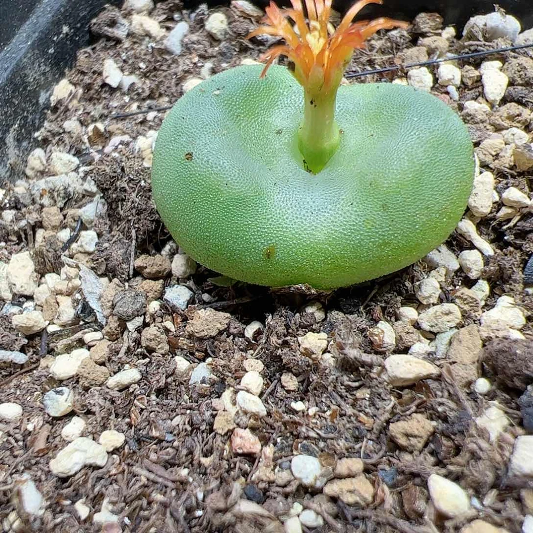 【闪购商品】286 水晶鞋