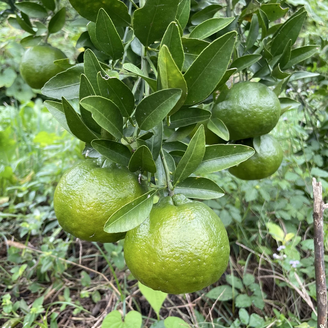 贵州正宗老品种新鲜现摘当季水果桔子汁多皮薄包邮橘子柑橘