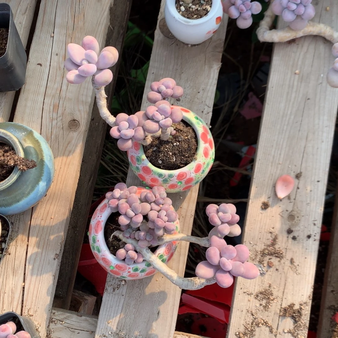 桃蛋老桩两颗不带盆41号