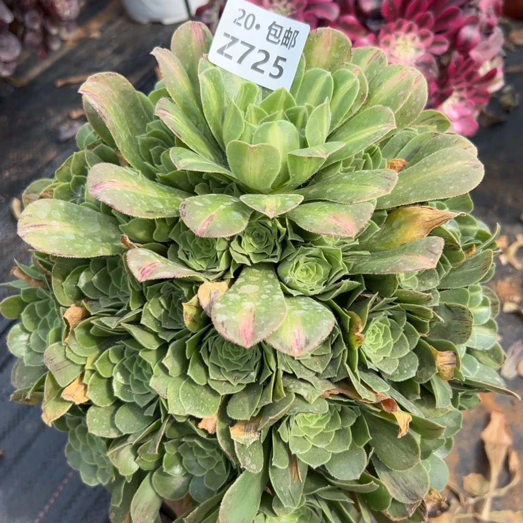 725翡翠琉璃，满20包邮