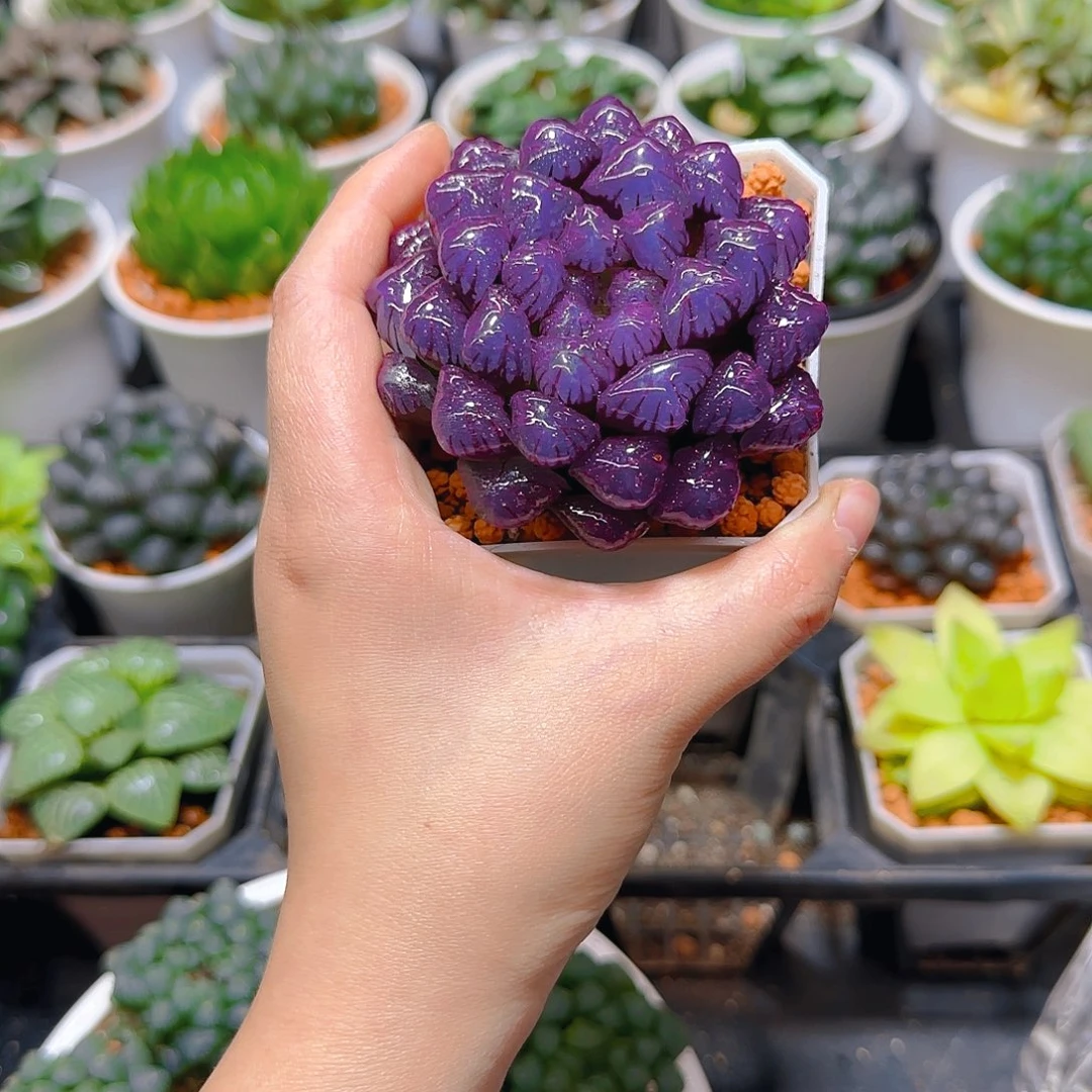 紫宝石冰灯玉露，原盆，人工上色