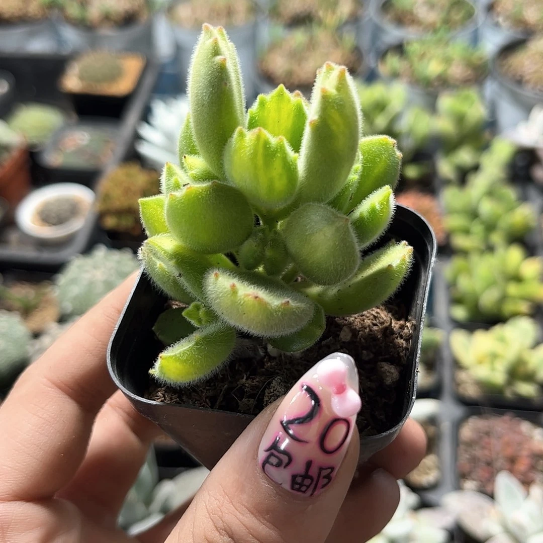 黄熊单头发货有根发货