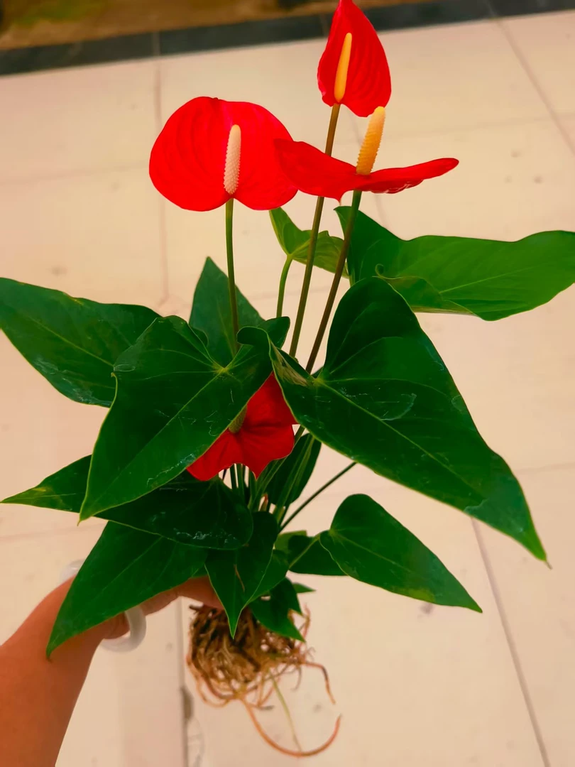 水培红掌盆栽室内好养花卉植物四季开花