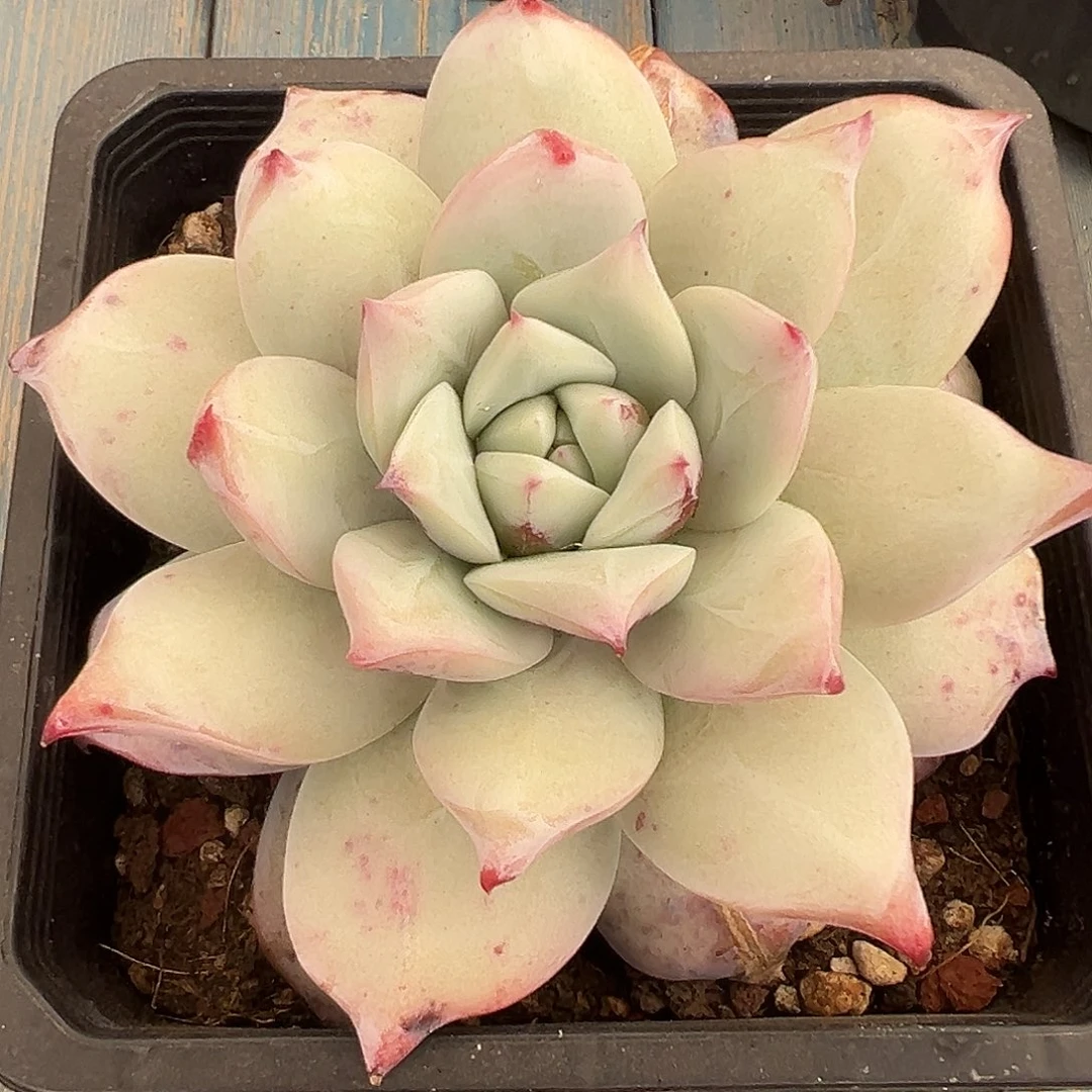 祖母绿石化一物一拍